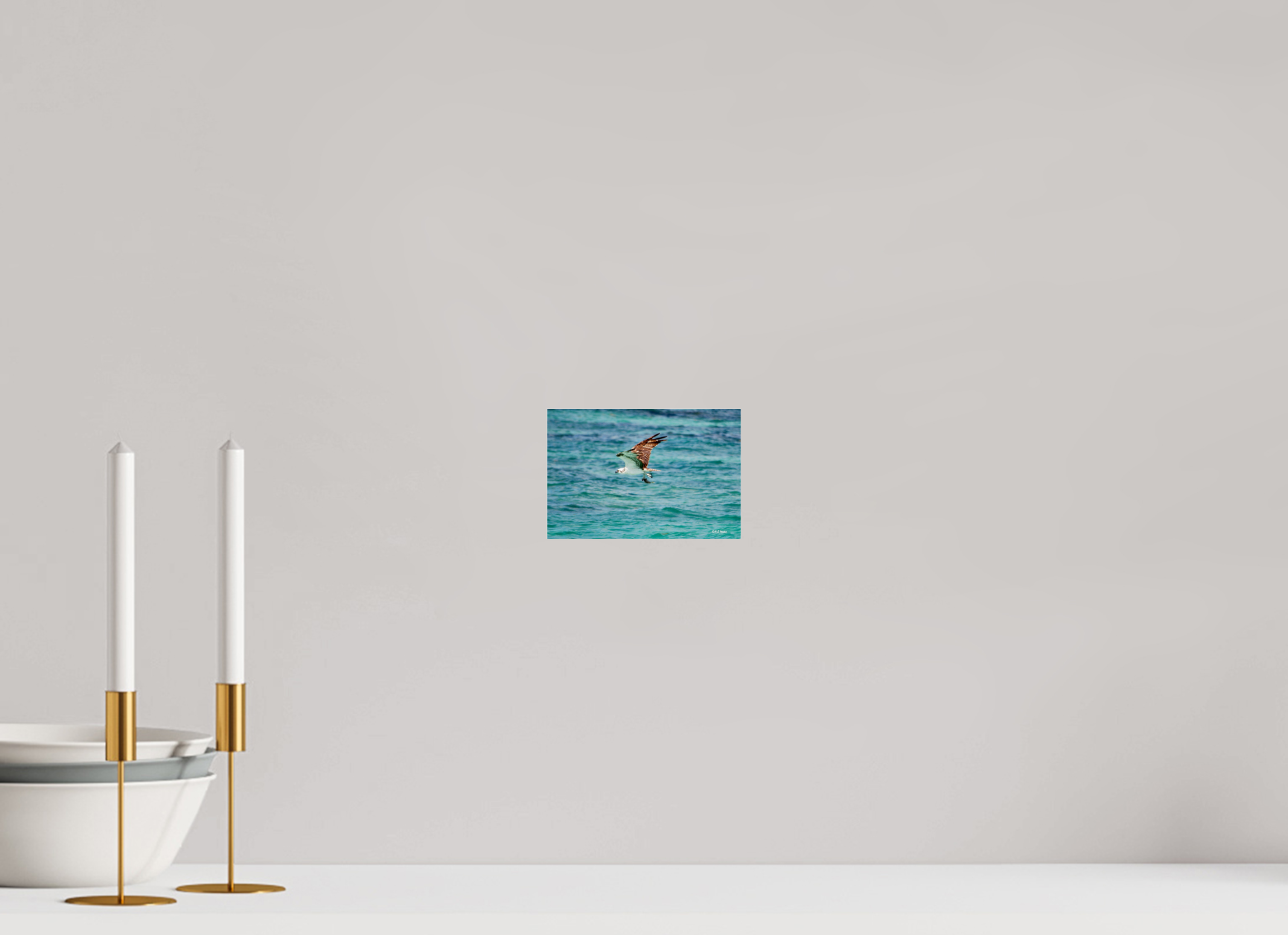 6 x 4″, acrylic-noframe-glossy Seahawk in flight