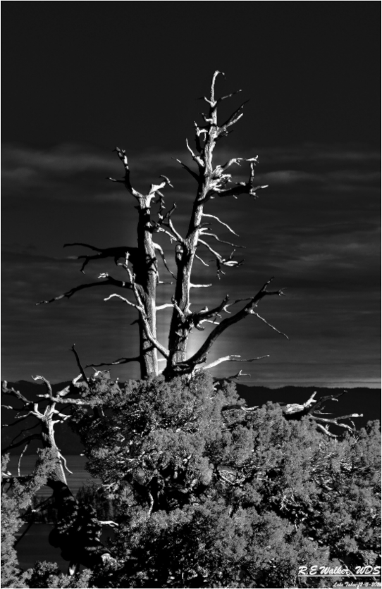 Main image Tahoe tree silhouette