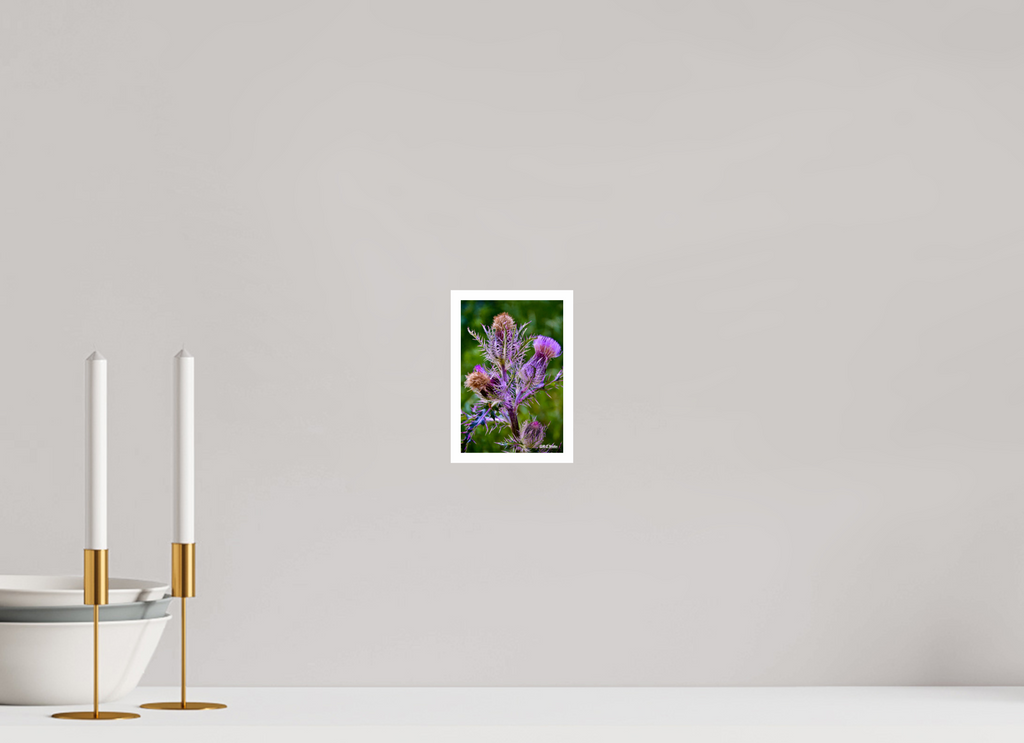 4 x 6″, Print with 0.4in white border Thistle