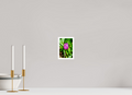 4 x 6″, Print with 0.4in white border Tulip in Weatherford, Tx