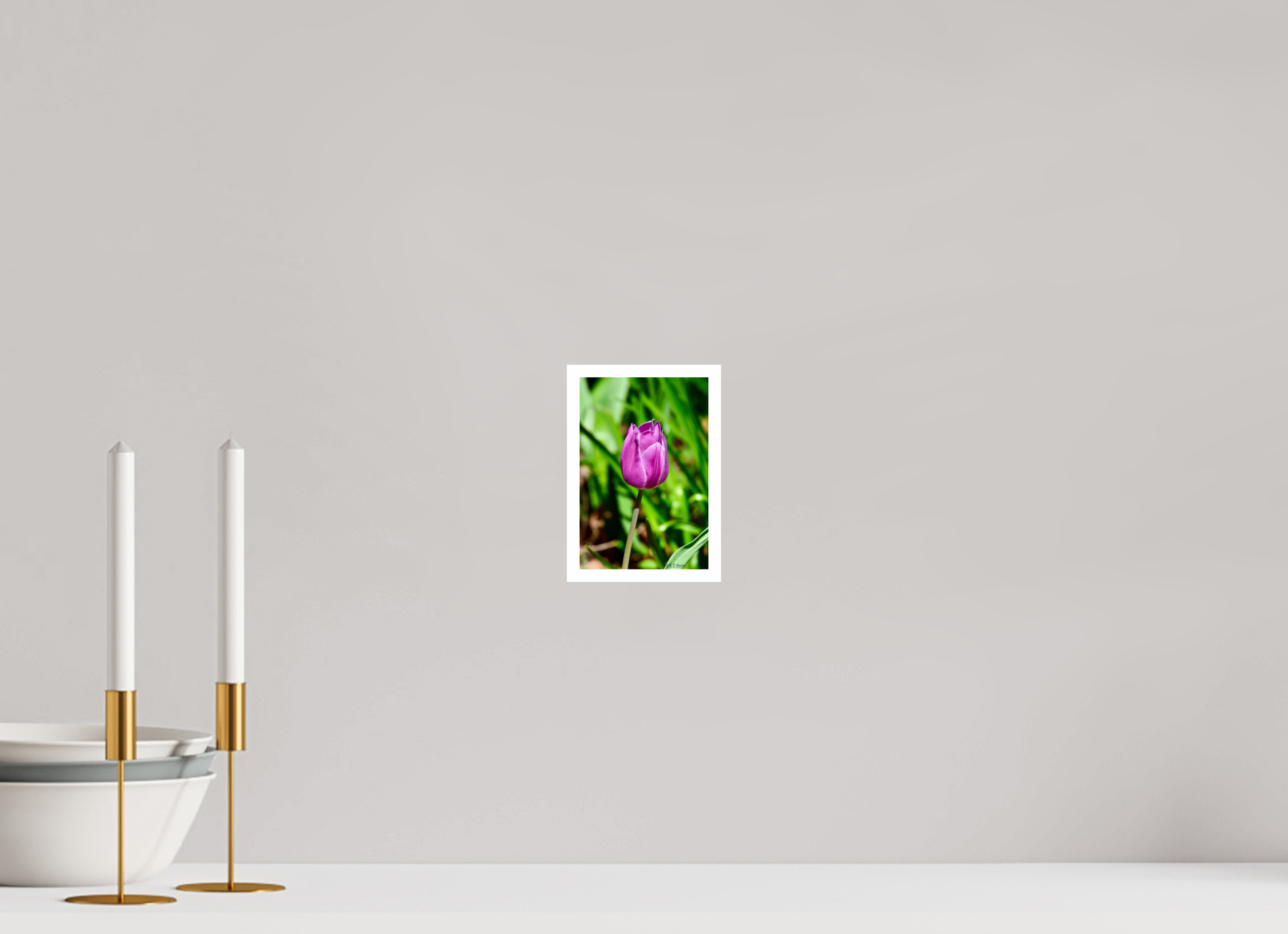 4 x 6″, Print with 0.4in white border Tulip in Weatherford, Tx