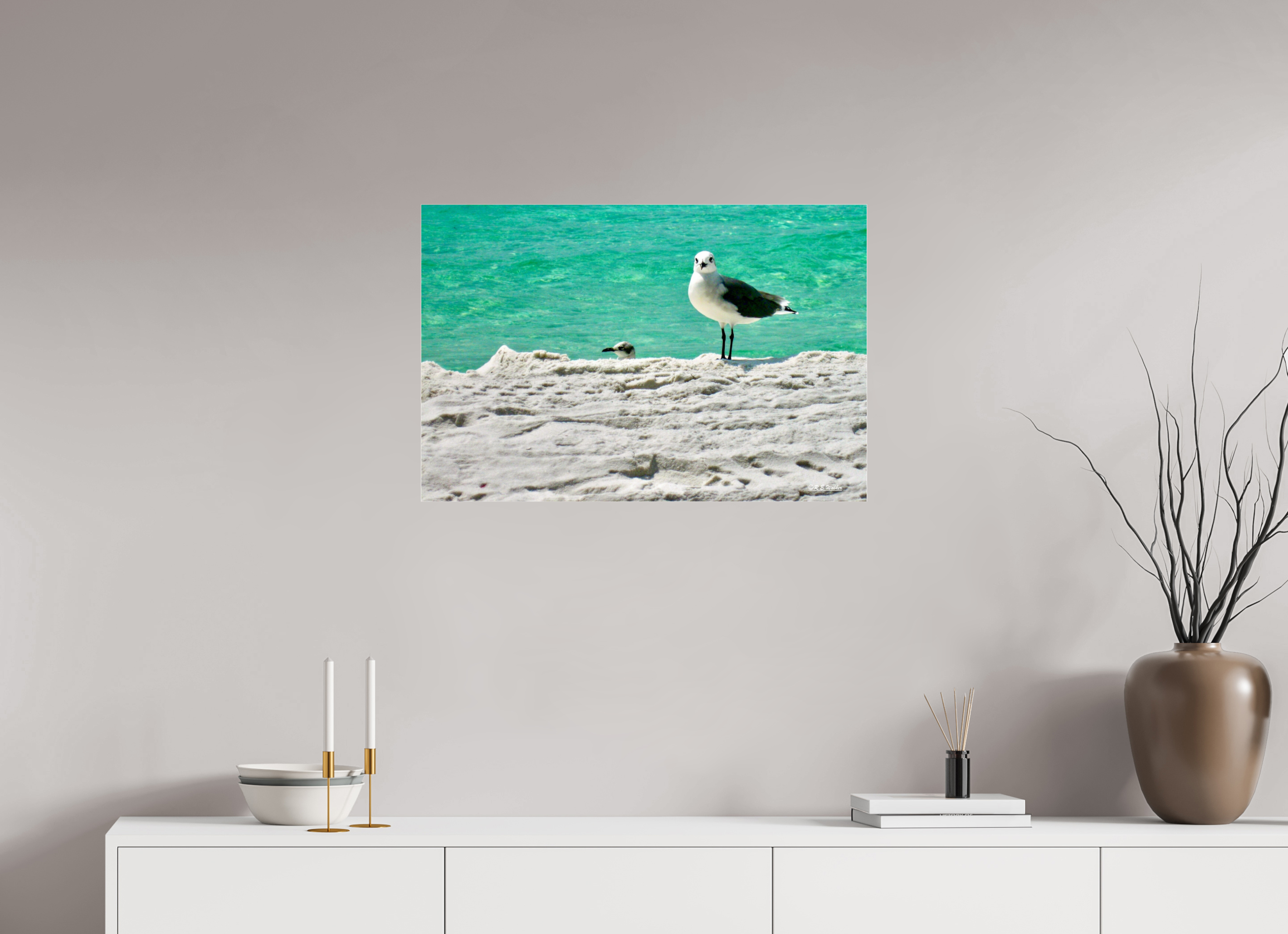 30 x 20″, acrylic-noframe-glossy Laughing Gull