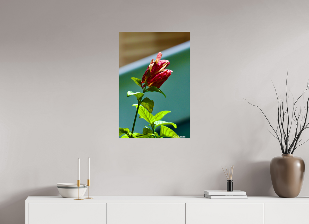 20 x 30″, Glossy Print without border Lilly of the Incas