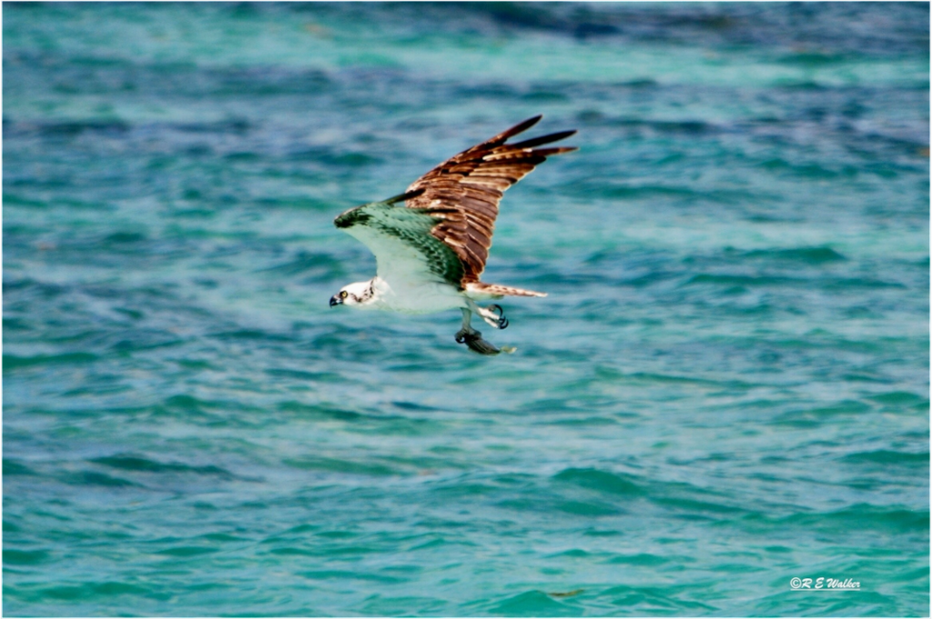 Main image Seahawk in flight