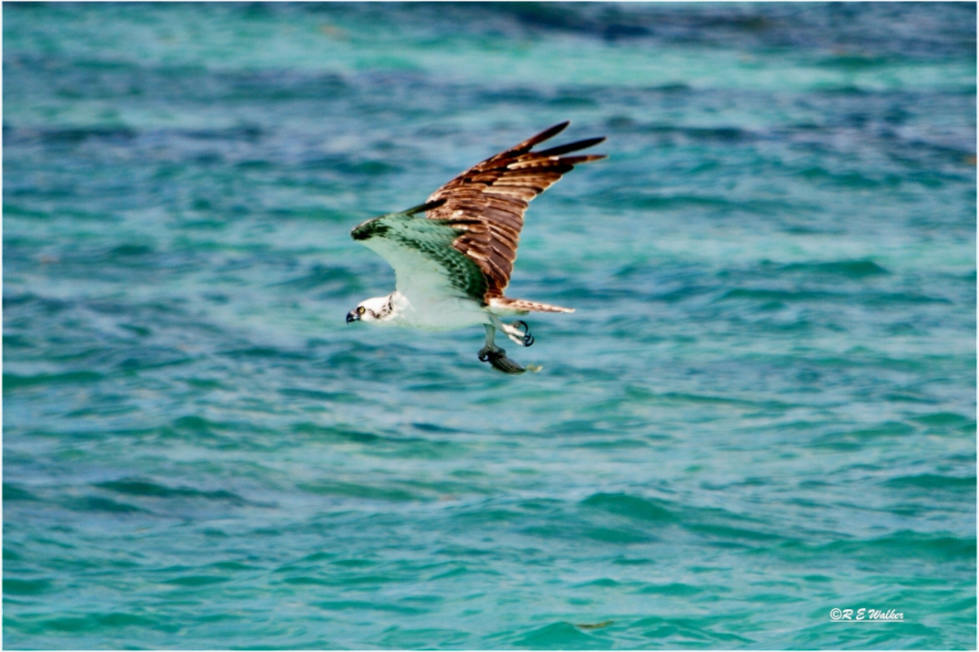 Main image Seahawk in flight