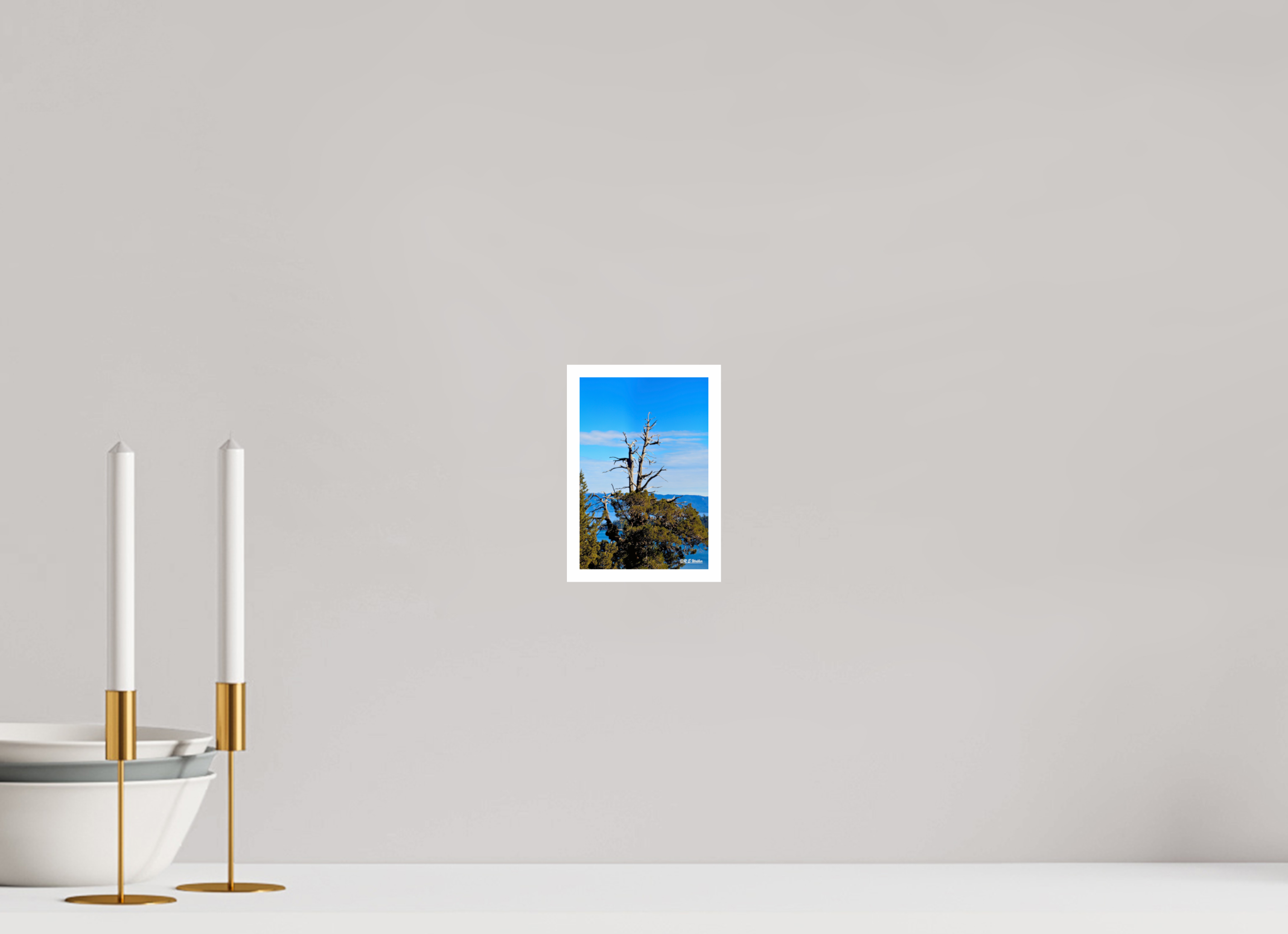 4 x 6″, Print with 0.4in white border Tree at Lake Tahoe