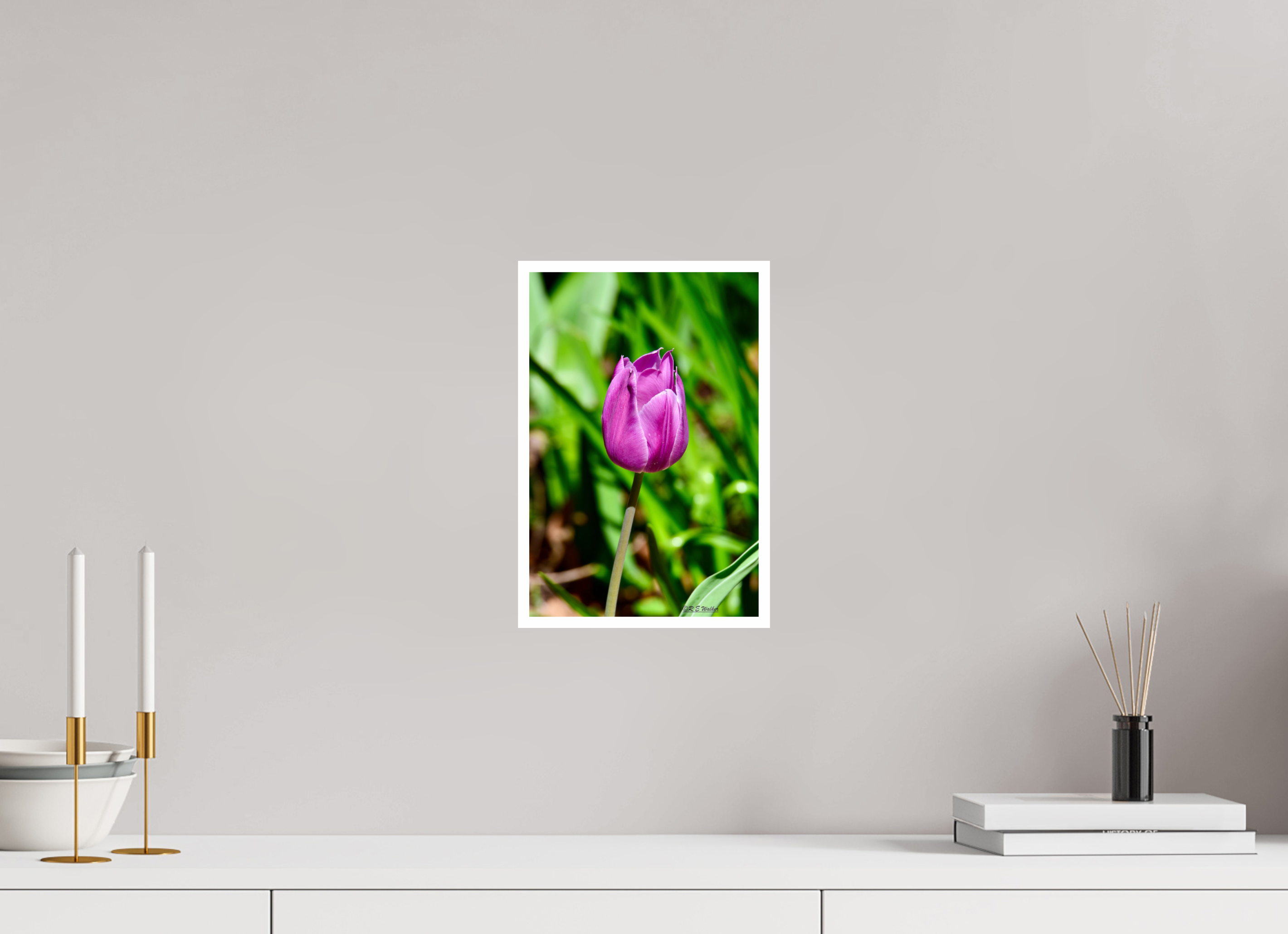 8 x 12″, Print with 0.4in white border Tulip in Weatherford, Tx