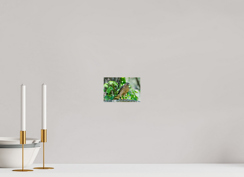 6 x 4″, acrylic-noframe-glossy Broadwing Hawk
