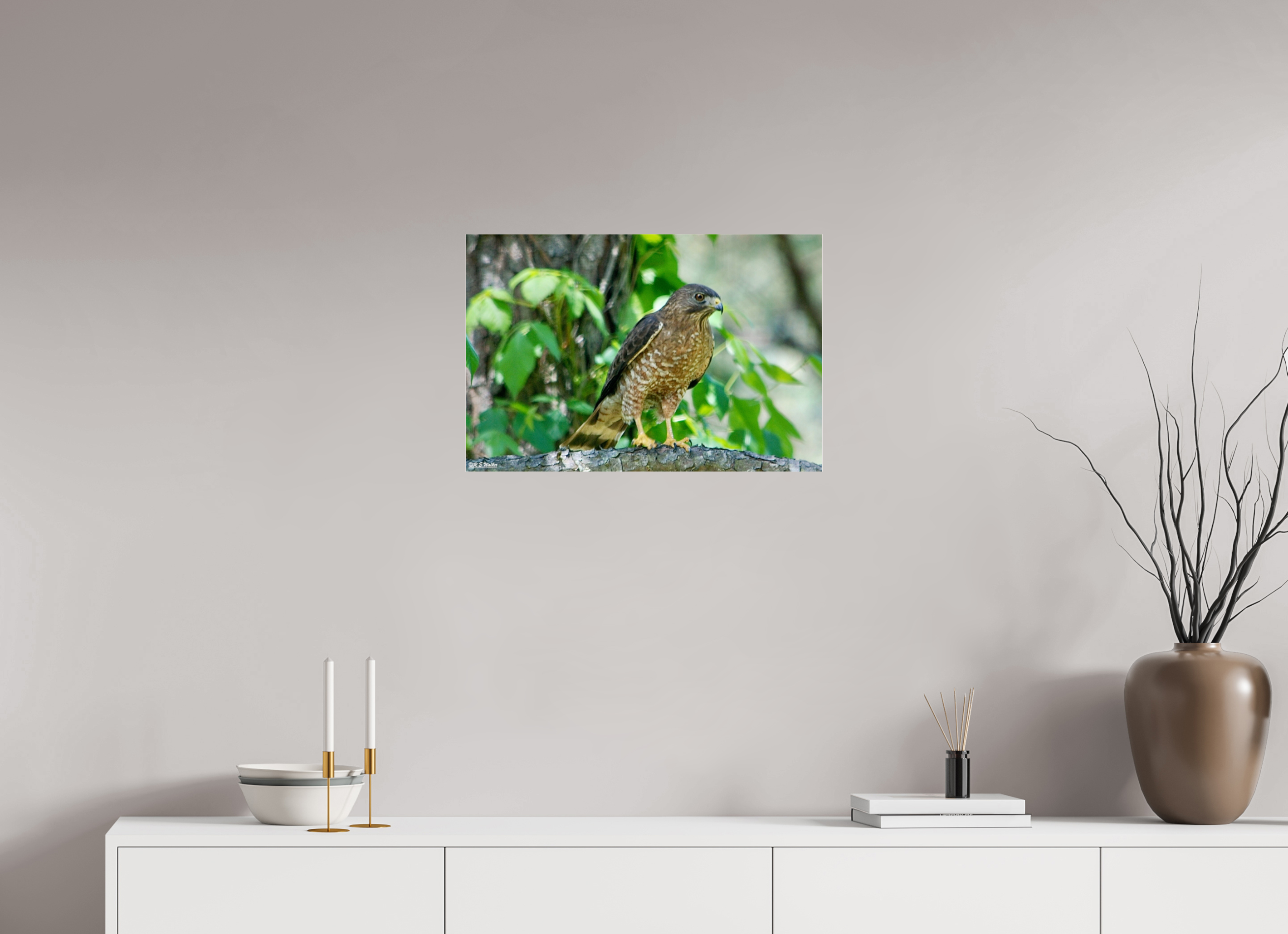 24 x 16″, acrylic-noframe-glossy Broadwing Hawk