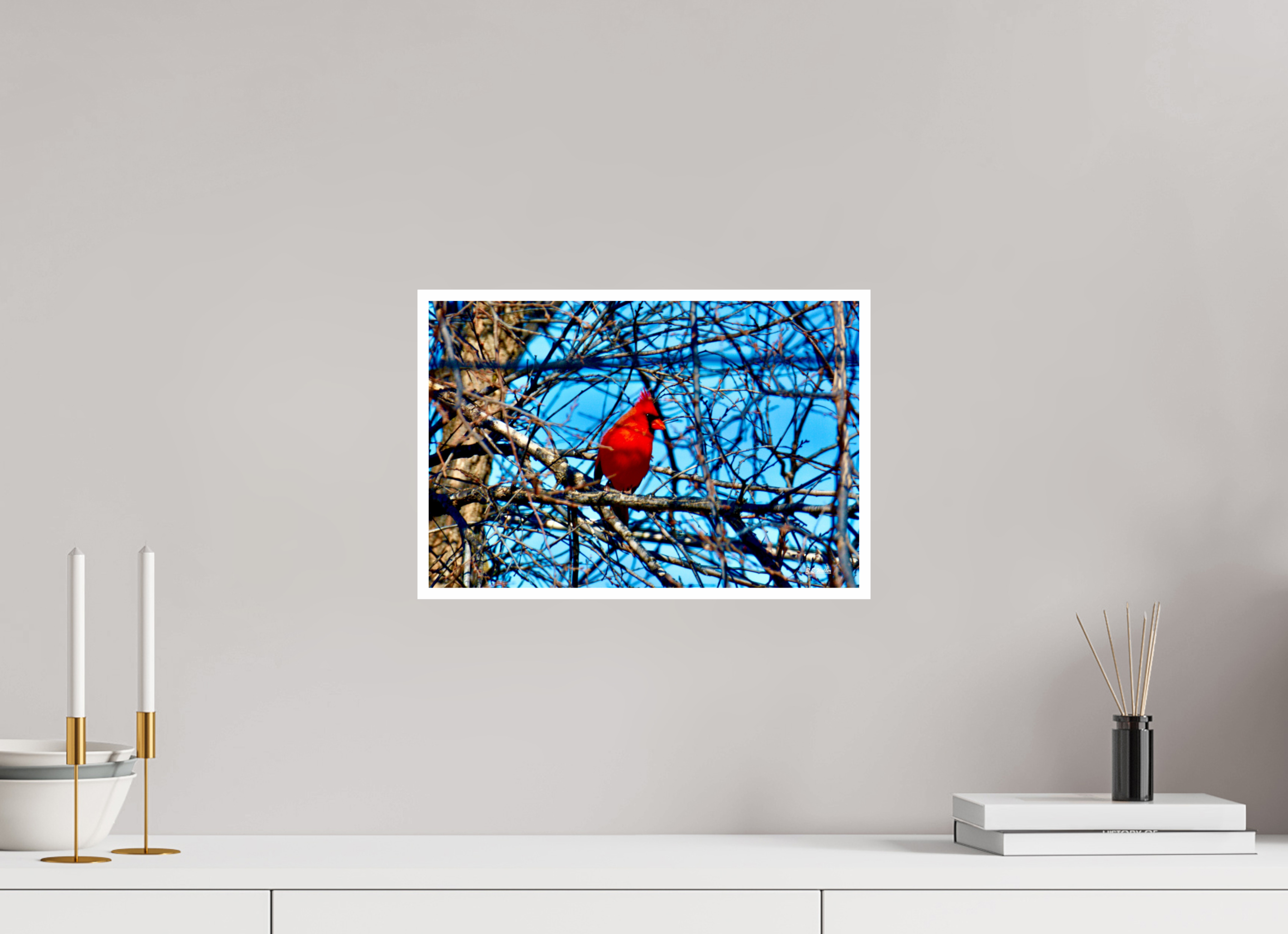 15 x 10″, Print with 0.4in white border Red Cardinal