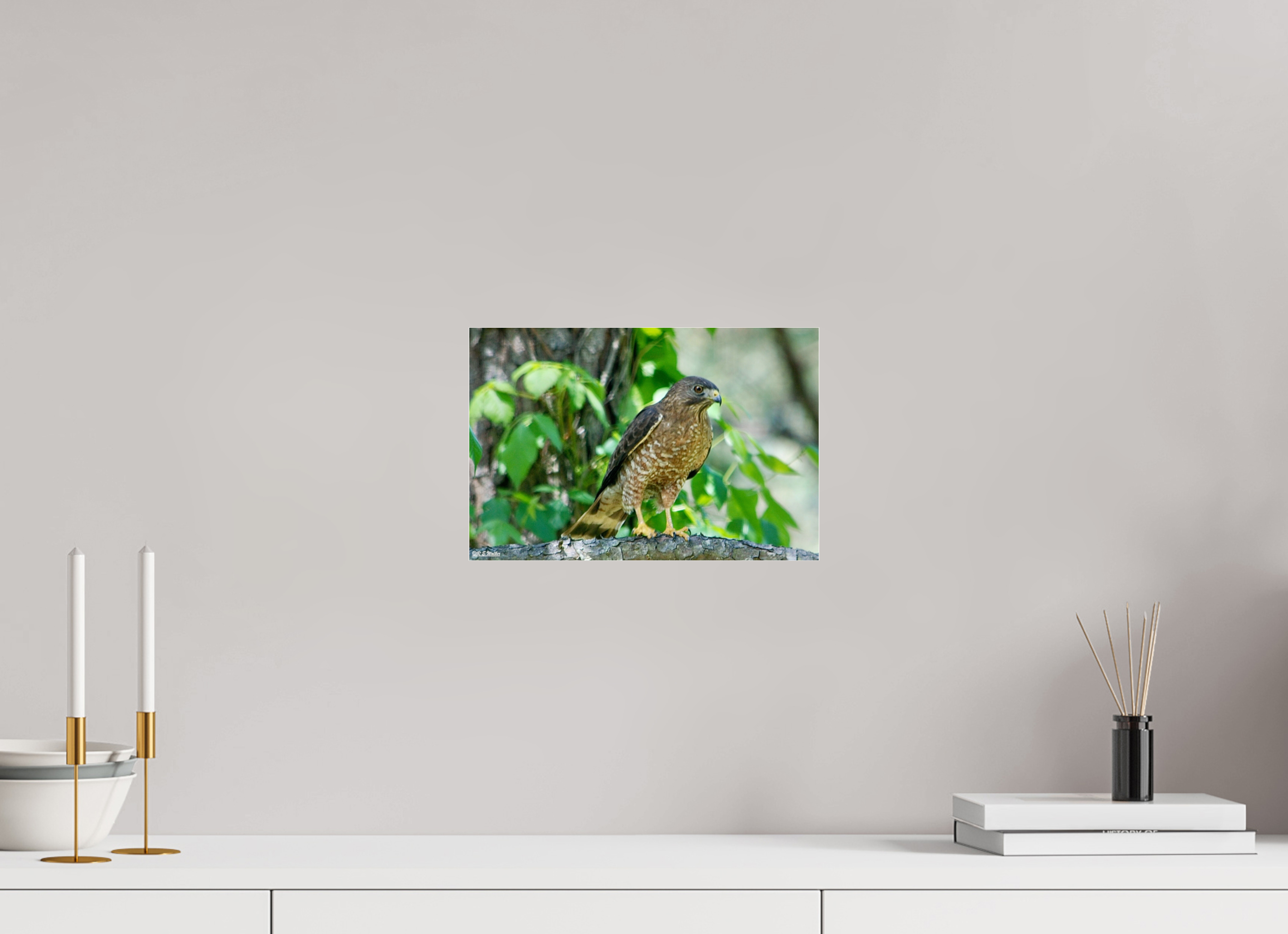 12 x 8″, acrylic-noframe-glossy Broadwing Hawk